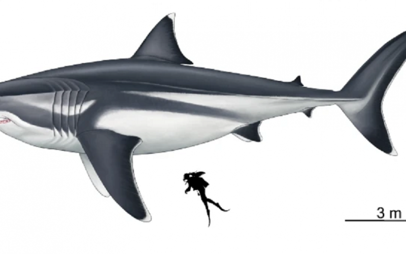 El megalodón era un mega tiburón que tenía ‘aletas del tamaño de un ser humano adulto completo’