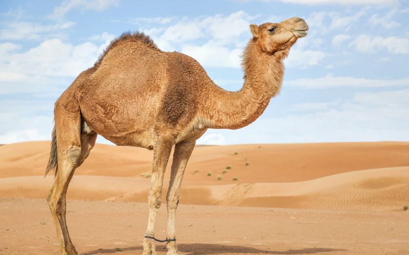 ¿Es cierto que los camellos almacenan agua en sus jorobas?