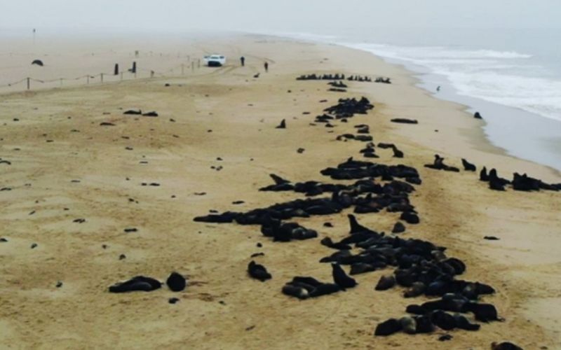 Encuentran 5 mil crías muertas de lobos marinos en las costas de Namibia