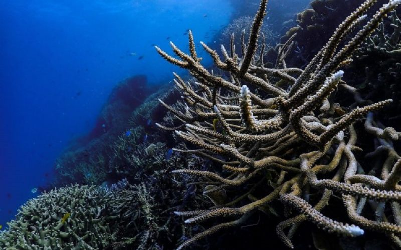 La Gran Barrera de Coral ha perdido la mitad de sus corales: descensos masivos en solo 3 décadas