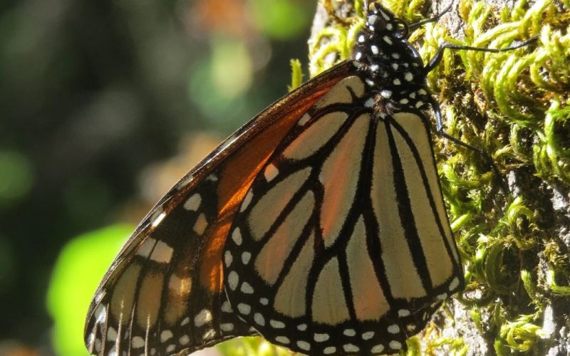 Llegan a México las primeras mariposas Monarca