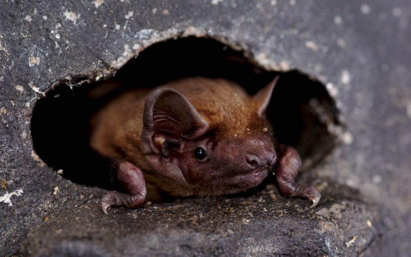 Incluso los murciélagos se distancian socialmente cuando se sienten enfermos