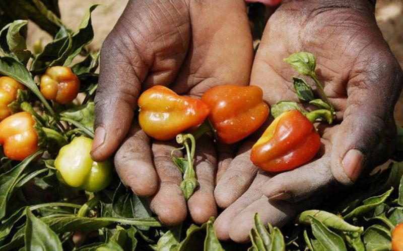 Sanidad vegetal, pilar de la economía nacional que es necesario proteger