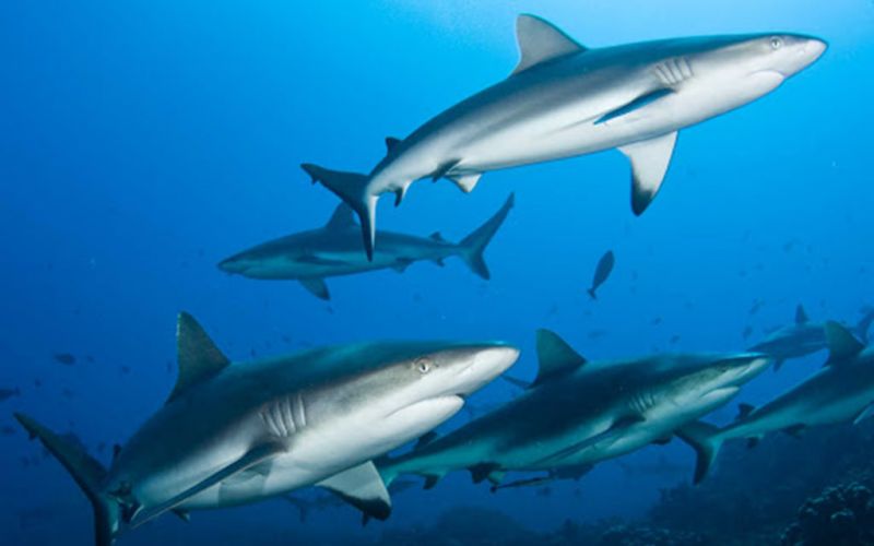 Una vacuna contra el coronavirus podría acabar con medio millón de tiburones, advierten conservacionistas