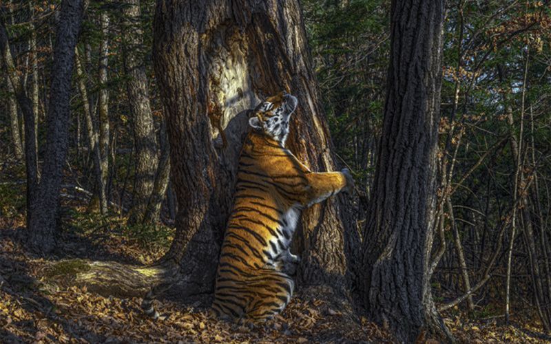 Tigre que abraza un árbol gana el premio de fotografía de vida silvestre