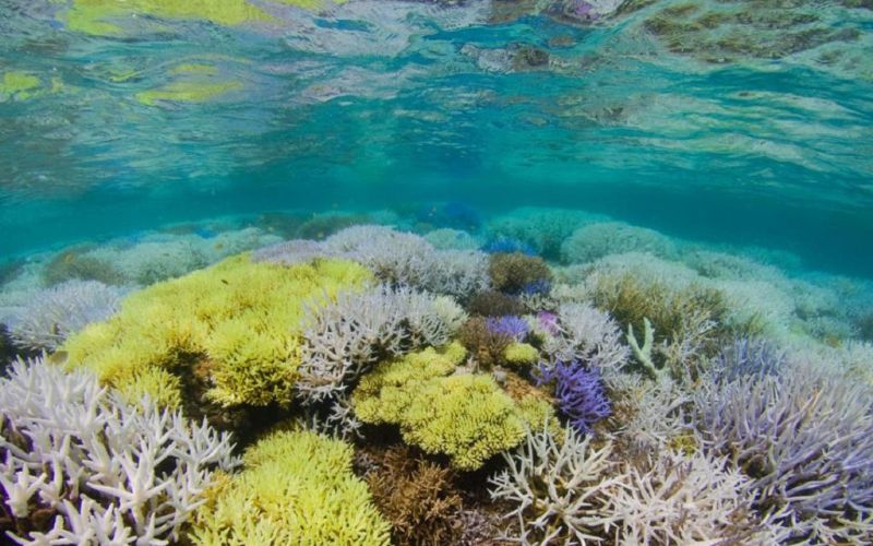 Genómica ambiental aplicada a la conservación de los corales