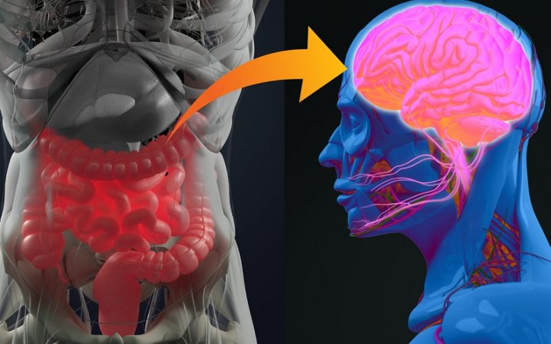 Estudio confirma el vínculo entre la enfermedad de Alzheimer y la microbiota intestinal