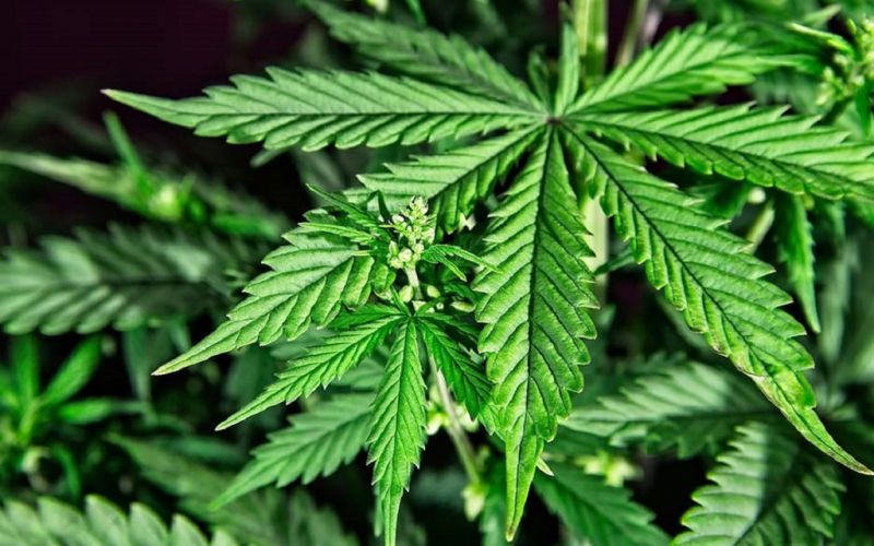 Suprema Corte avala la legalización del uso lúdico de la mariguana