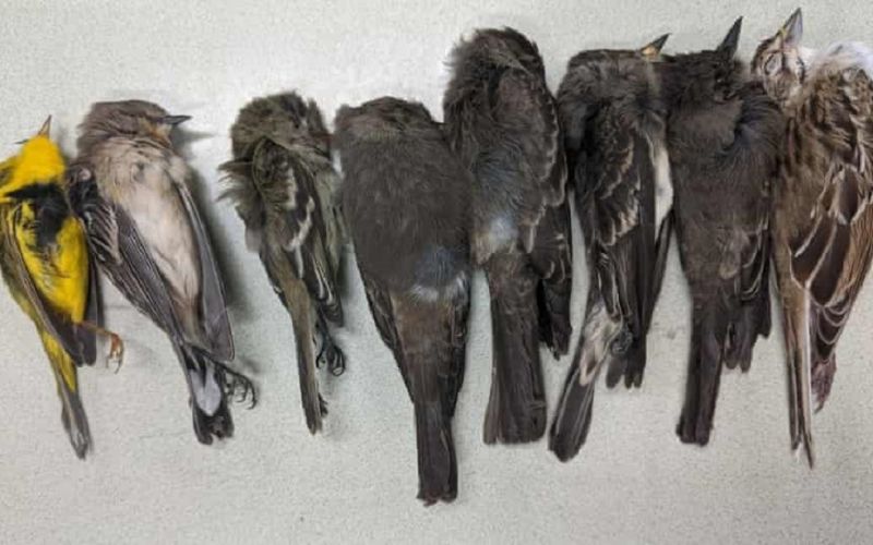 Muerte masiva de aves en el suroeste de Estados Unidos “causada por hambre”