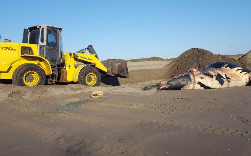 Muere ballena en playas de Bahía de Altata en Navolato, Sinaloa