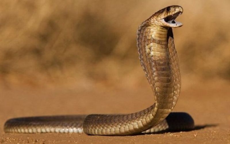 El secreto evolutivo del cóctel venenoso de la cobra