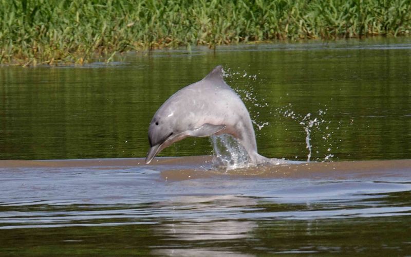 Delfines de agua dulce son declarados en peligro de extinción