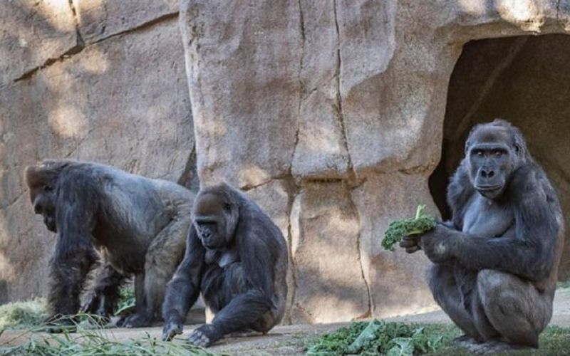 Gorilas de San Diego se contagian de COVID-19