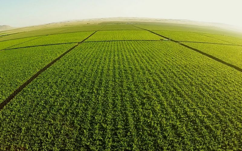 México y Argentina acuerdan fortalecer cooperación en materia agroalimentaria