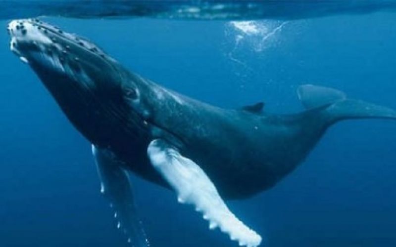 Descubren una nueva especie de ballena barbada en el Golfo de México