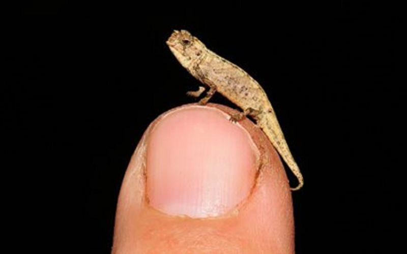 Cabe en la yema de un dedo: descubren al reptil más pequeño del mundo