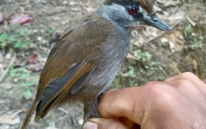 Reaparece en Borneo un ave que no había sido vista en 172 años