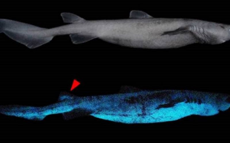 Encuentran en Nueva Zelanda el tiburón luminoso más grande del mundo