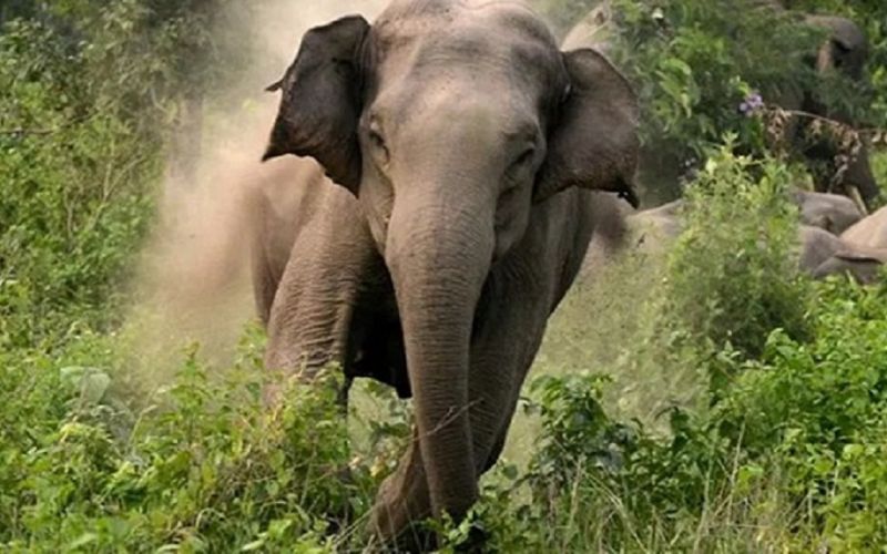 Presunto cazador furtivo muere pisoteado por elefantes en Sudáfrica