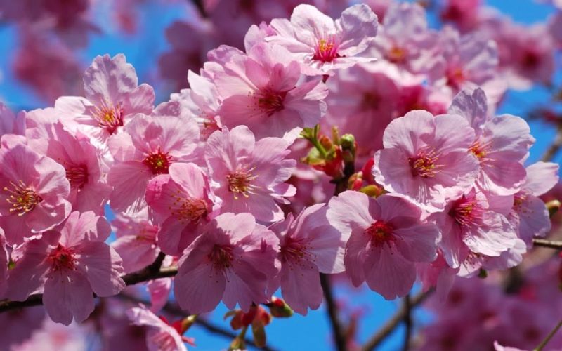 Japón registra la floración de cerezos más temprana en mil 200 años