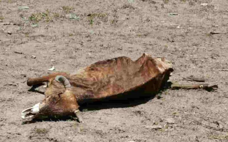 La sequía provocó la muerte de 10 mil reses en BCS