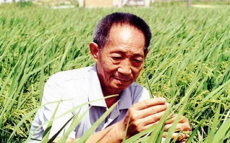 Murió Yuan Longping, padre del arroz híbrido