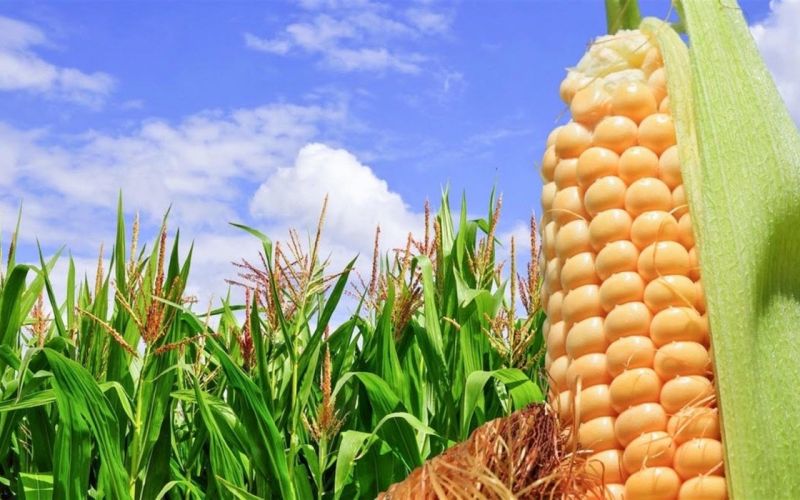 Presentan en Sinaloa cosecha de maíz blanco con transición agroecológica y sin glifosato