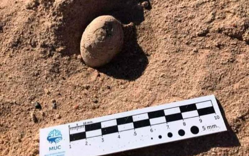 Paleontólogos hallan 160 huevos fósiles de aves prehistóricas en Argentina