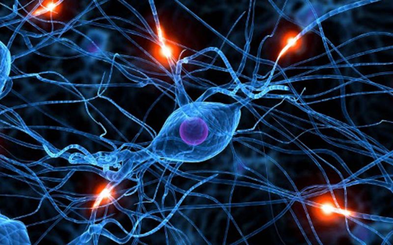 Científicos descubren una nueva clase de células de memoria en el cerebro