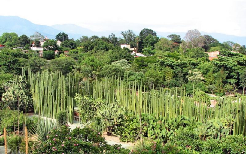 Impulsa Conacyt la conservación de la riqueza biocultural a través de 26 jardines etnobiológicos
