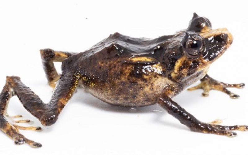 Descubren una nueva especie de rana en los bosques de Perú